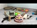 Funniest Cats And Dogs Videos 2024😜New Funny Animals videos 🐾🐶