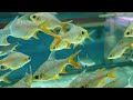Aquarium 4K VIDEO (ULTRA HD) 🐠 Beautiful Coral Reef Fish - Colorful Marine Life & Peaceful Music #21